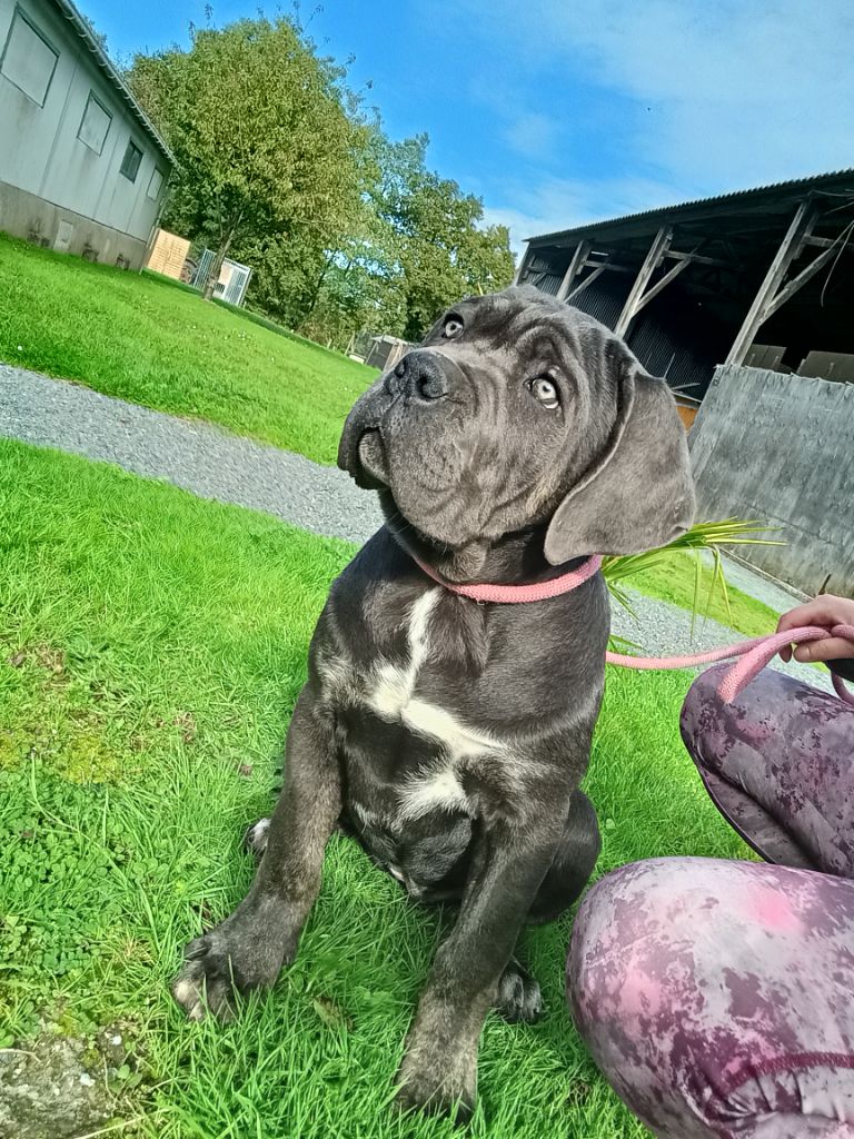 Des Queues De Luma - Chiot disponible  - Cane Corso