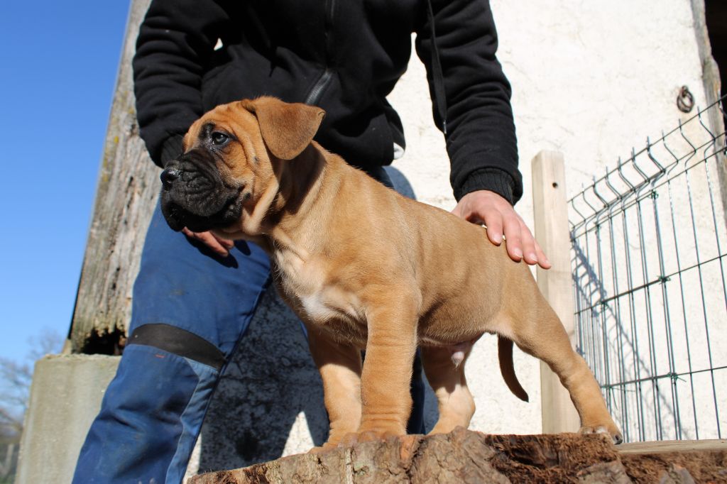 Des Queues De Luma - Chiot disponible  - Cane Corso