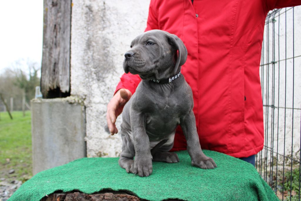 Des Queues De Luma - Chiot disponible  - Cane Corso