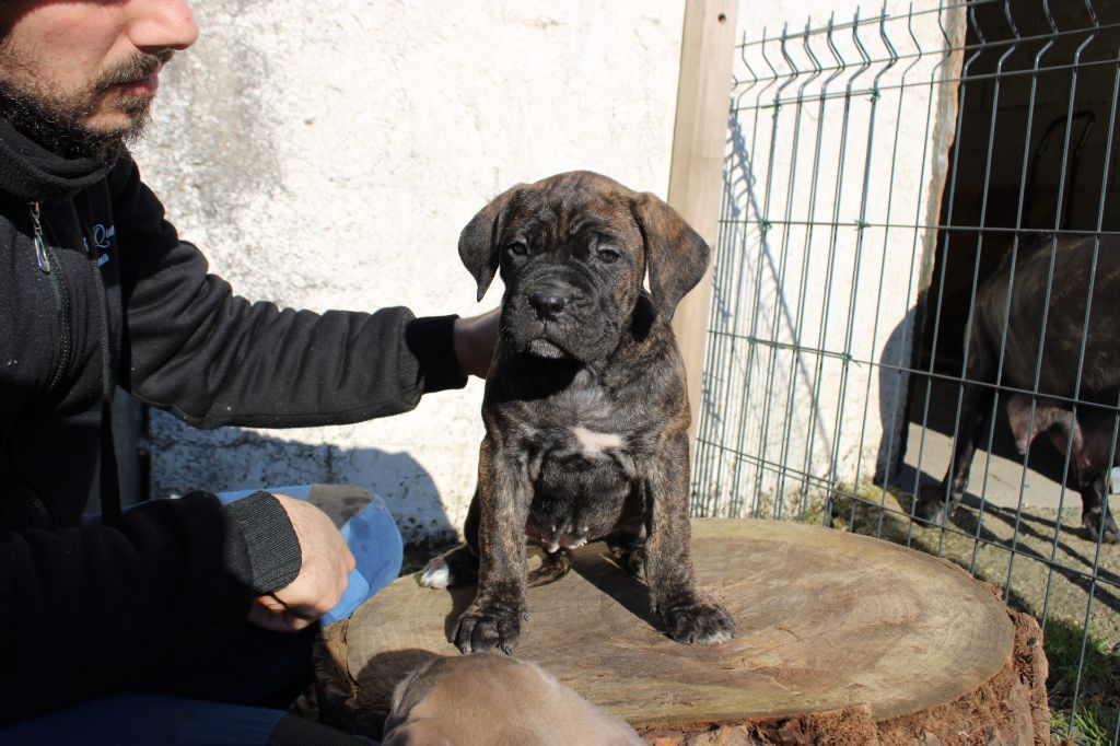 Des Queues De Luma - Chiot disponible  - Cane Corso