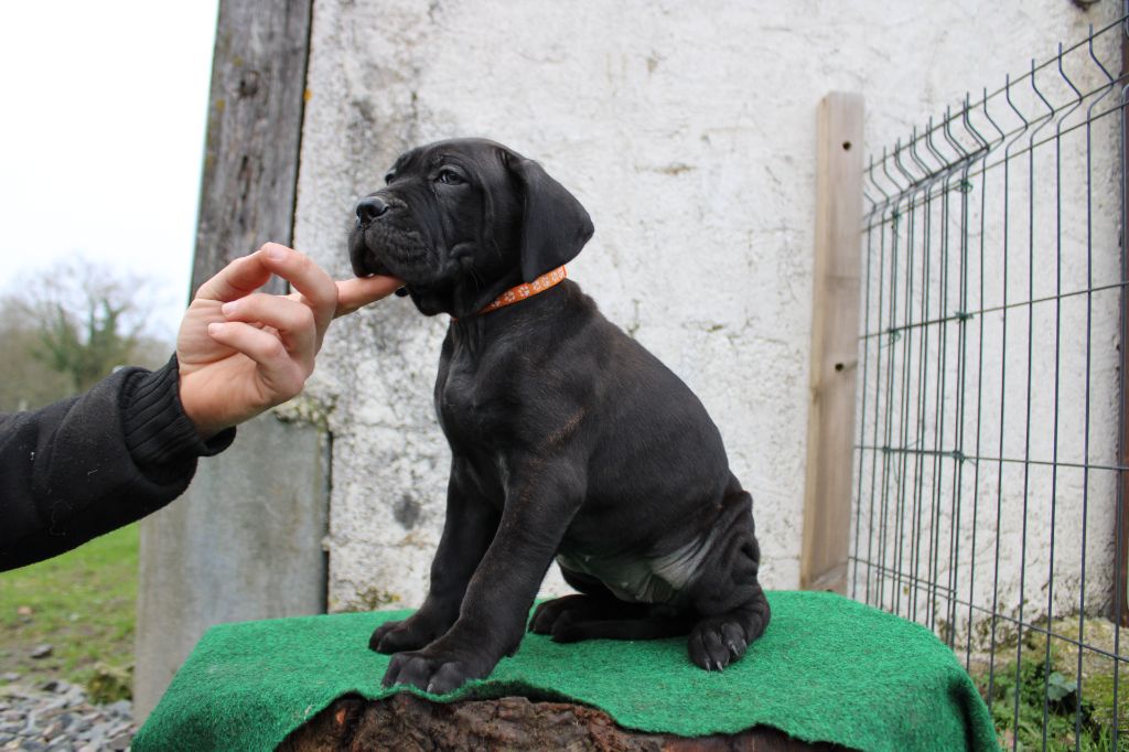 Des Queues De Luma - Chiot disponible  - Cane Corso