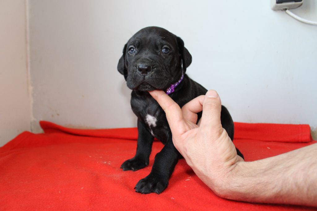 Des Queues De Luma - Chiot disponible  - Cane Corso