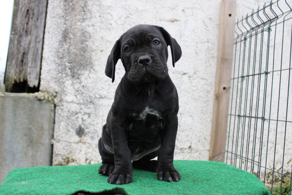 Des Queues De Luma - Chiot disponible  - Cane Corso