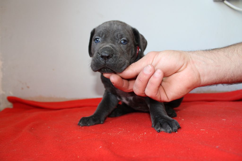 Des Queues De Luma - Chiot disponible  - Cane Corso