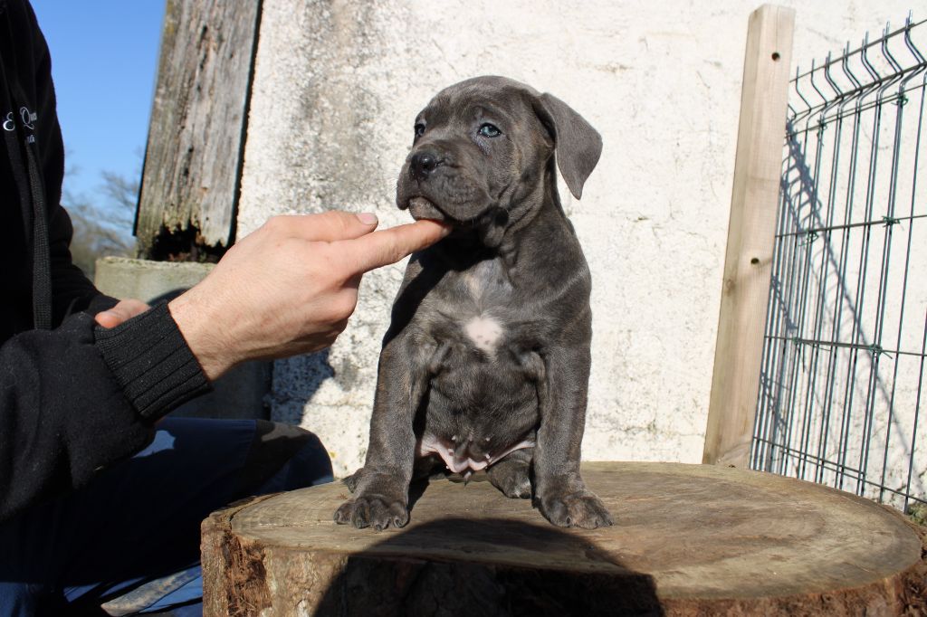 Des Queues De Luma - Chiot disponible  - Cane Corso