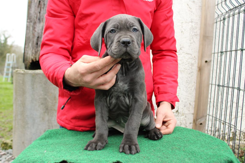 Des Queues De Luma - Chiot disponible  - Cane Corso