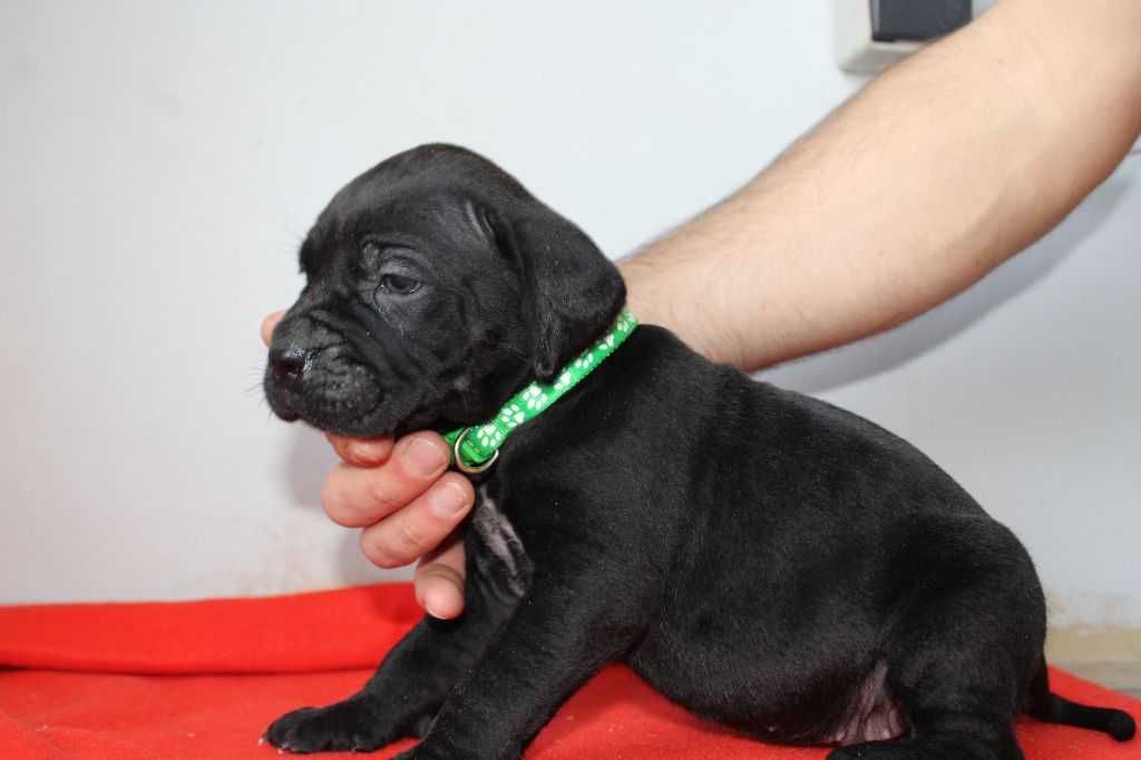 Des Queues De Luma - Chiot disponible  - Cane Corso