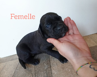 Des Queues De Luma - Cane Corso - Portée née le 22/01/2024