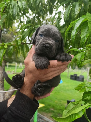 Des Queues De Luma - Cane Corso - Portée née le 02/07/2023