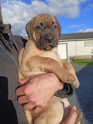 Des Queues De Luma - Cane Corso - Portée née le 28/11/2021