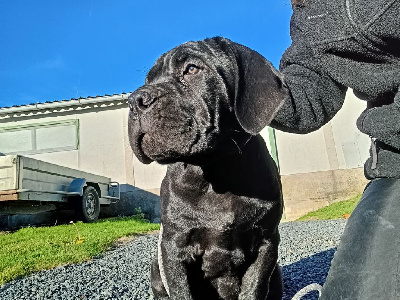 Des Queues De Luma - Cane Corso - Portée née le 02/09/2023