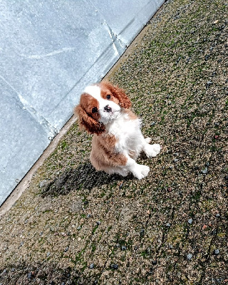 Des Queues De Luma - Cavalier King Charles Spaniel - Portée née le 11/08/2023