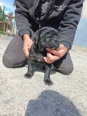 Des Queues De Luma - Cane Corso - Portée née le 02/09/2023