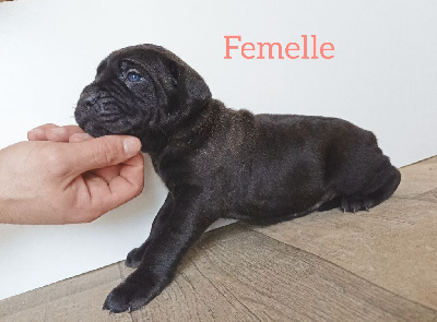 Des Queues De Luma - Cane Corso - Portée née le 22/01/2024