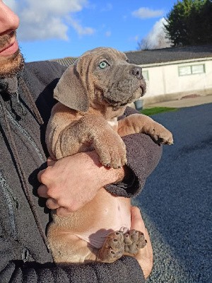 Des Queues De Luma - Cane Corso - Portée née le 28/11/2021