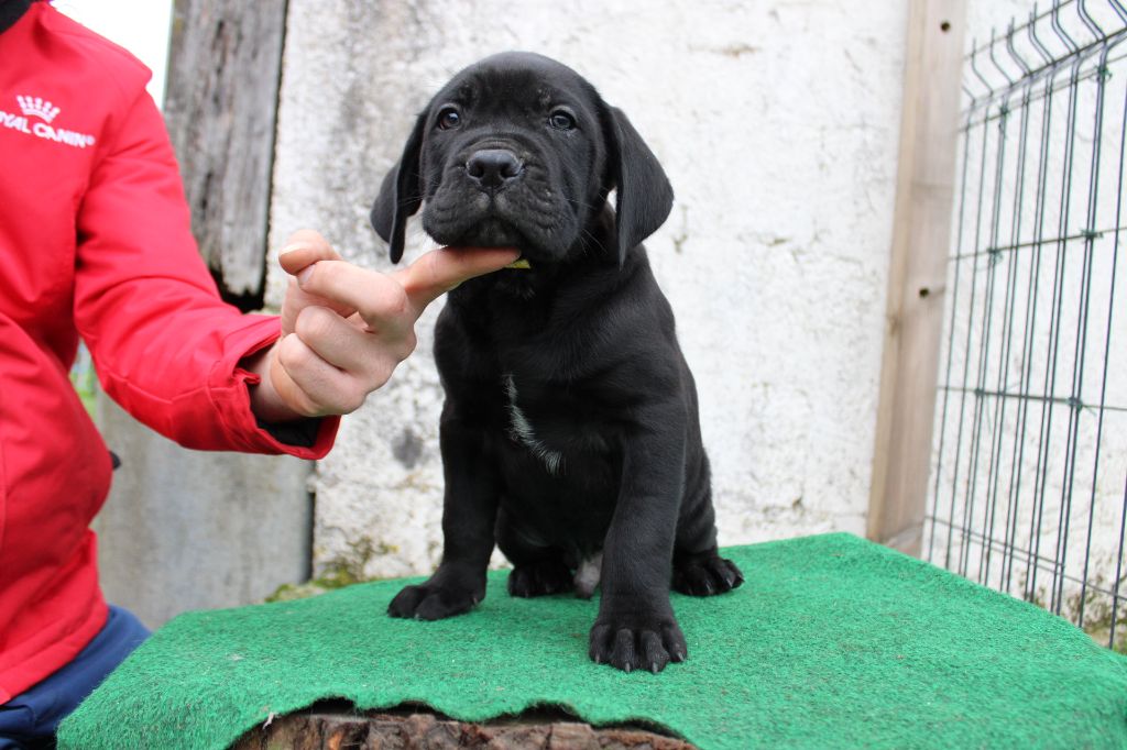 Des Queues De Luma - Chiot disponible  - Cane Corso