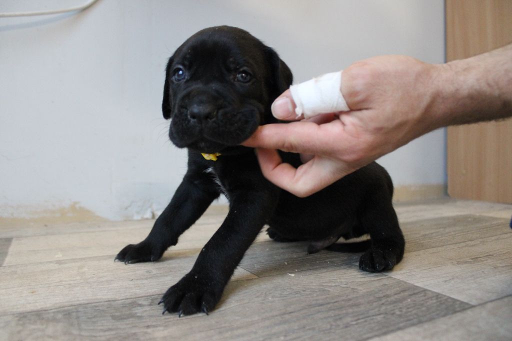 Des Queues De Luma - Chiot disponible  - Cane Corso