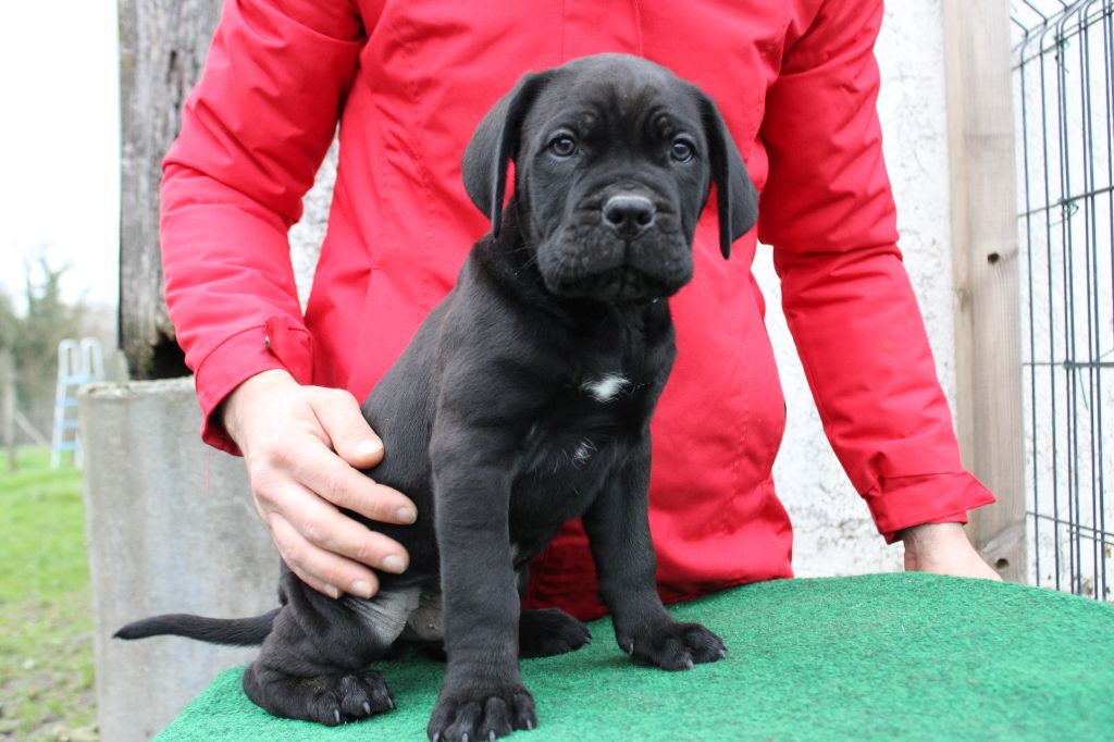 Des Queues De Luma - Chiot disponible  - Cane Corso