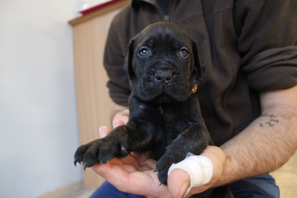 Des Queues De Luma - Chiot disponible  - Cane Corso