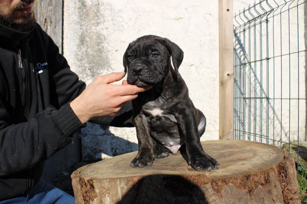 Des Queues De Luma - Chiot disponible  - Cane Corso