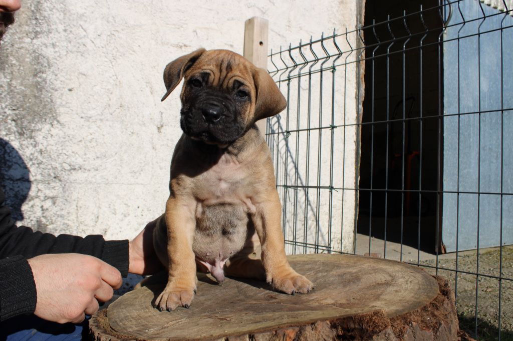 Des Queues De Luma - Chiot disponible  - Cane Corso