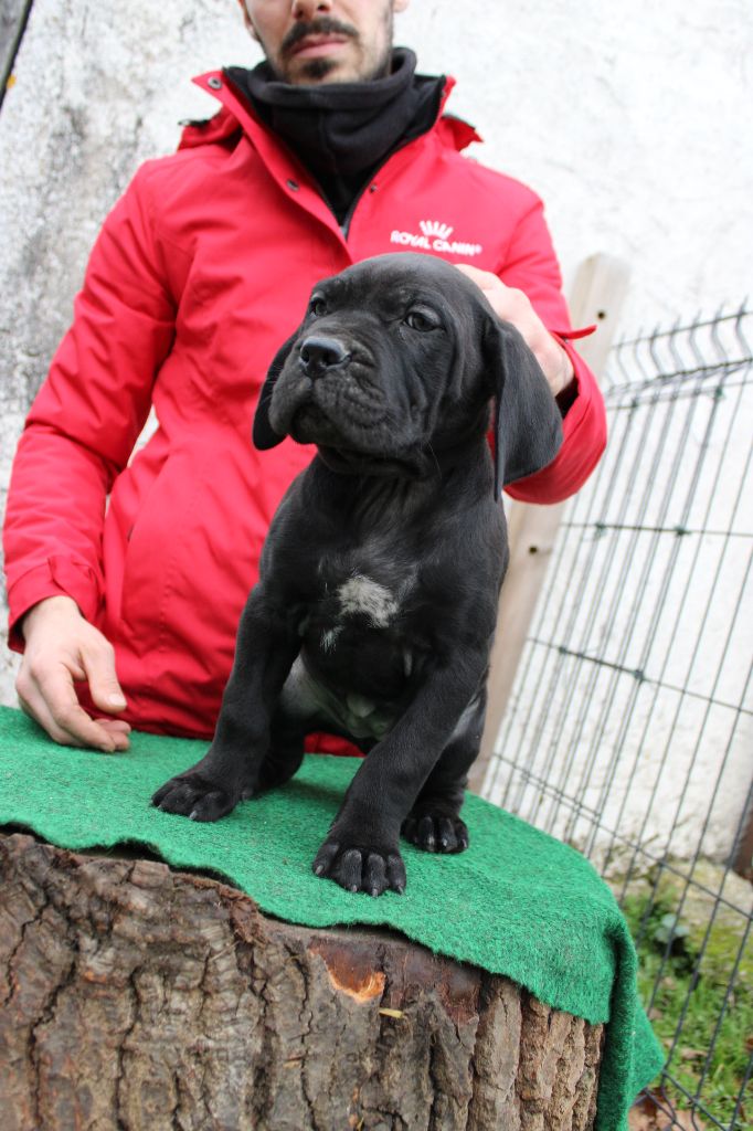 Des Queues De Luma - Chiot disponible  - Cane Corso