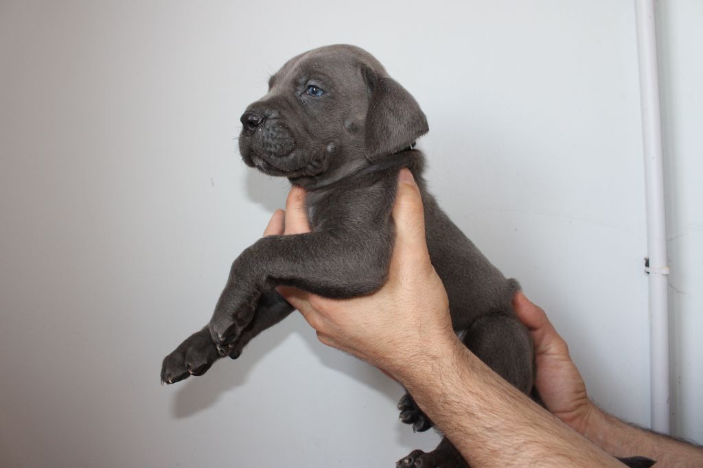 Des Queues De Luma - Chiot disponible  - Cane Corso