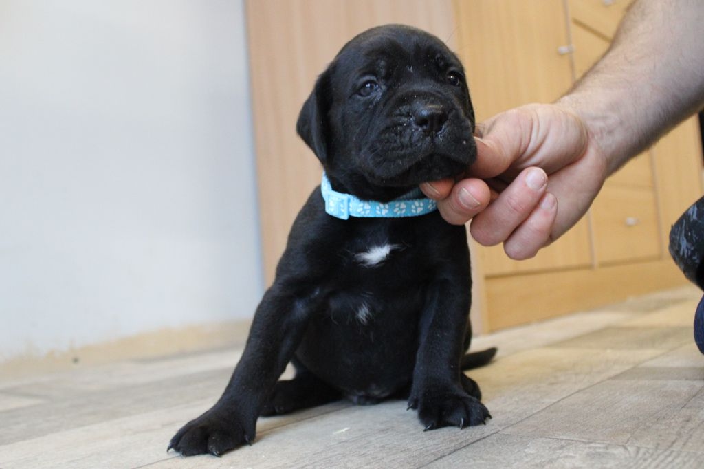 Des Queues De Luma - Chiot disponible  - Cane Corso