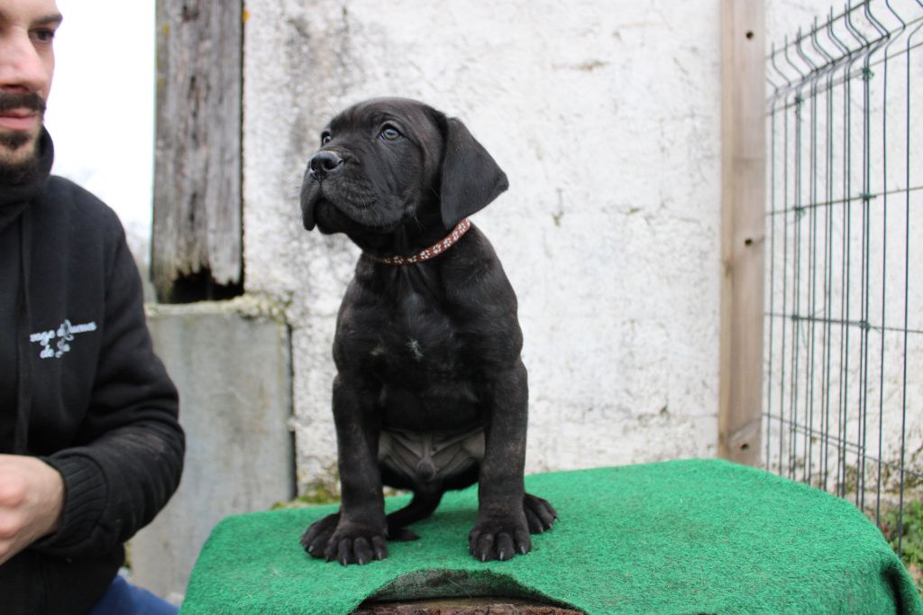 Des Queues De Luma - Chiot disponible  - Cane Corso