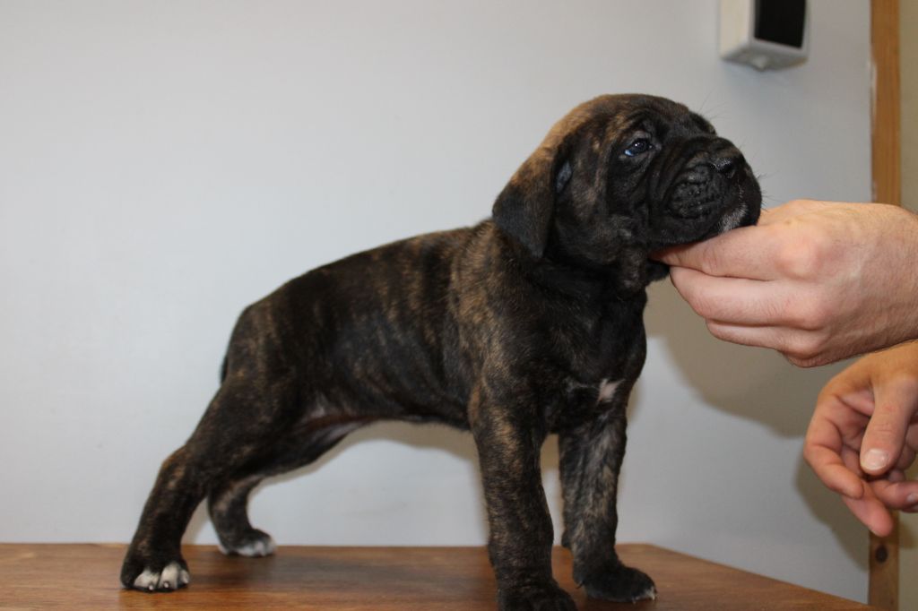 Des Queues De Luma - Chiot disponible  - Cane Corso