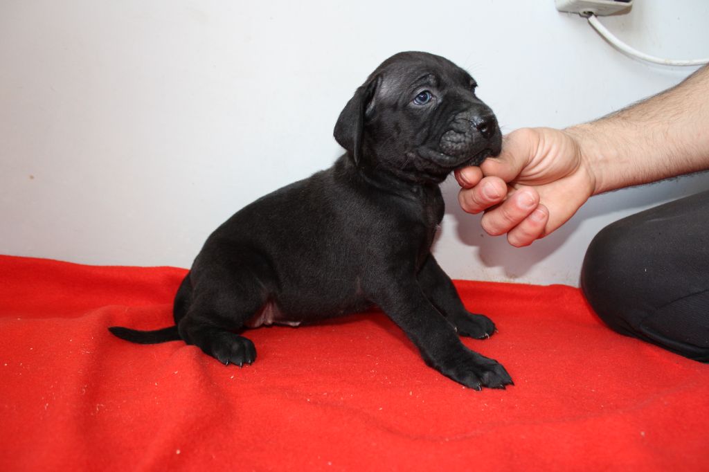 Des Queues De Luma - Chiot disponible  - Cane Corso