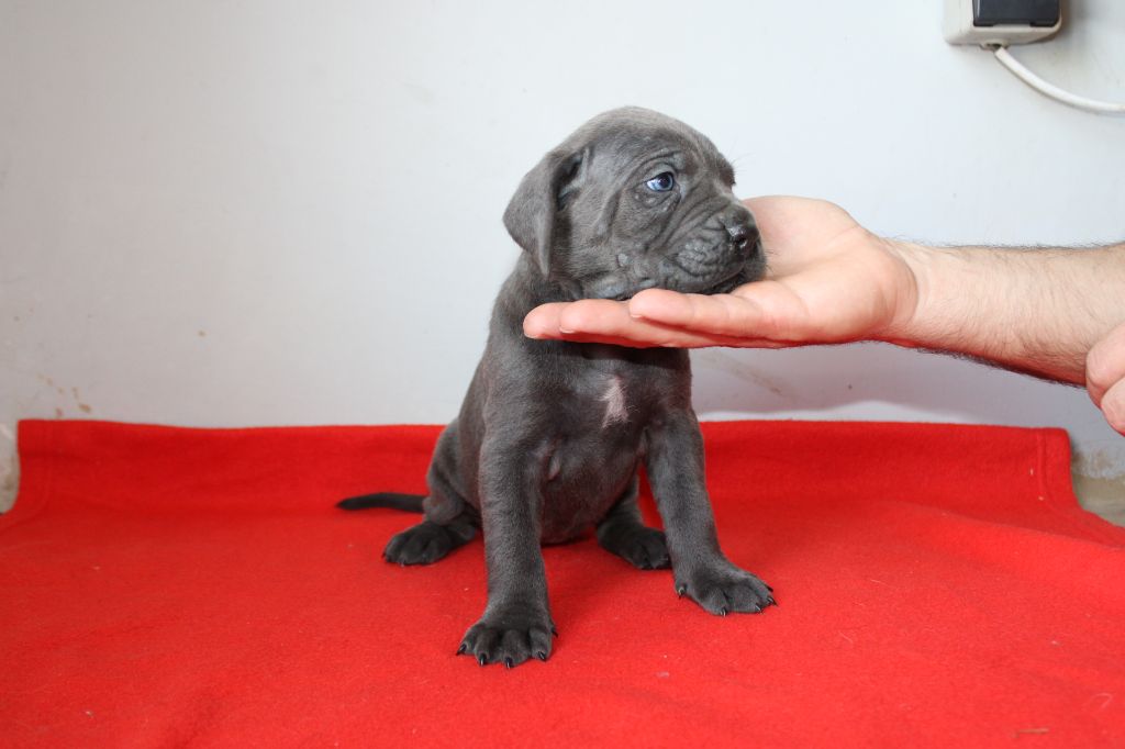 Des Queues De Luma - Chiot disponible  - Cane Corso