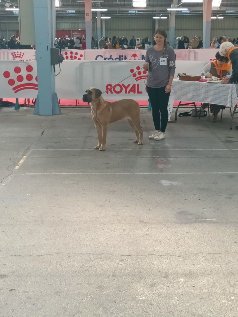 Velbi Des Queues De Luma