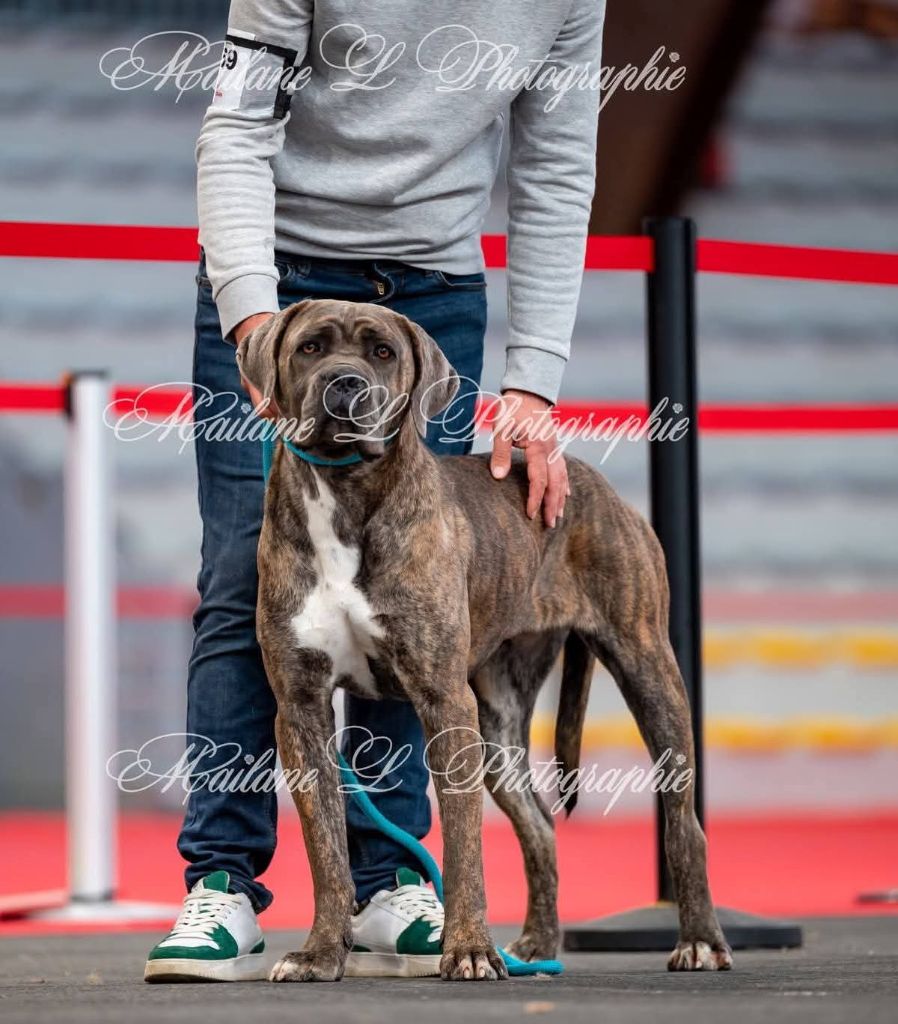 Very belle Des Queues De Luma