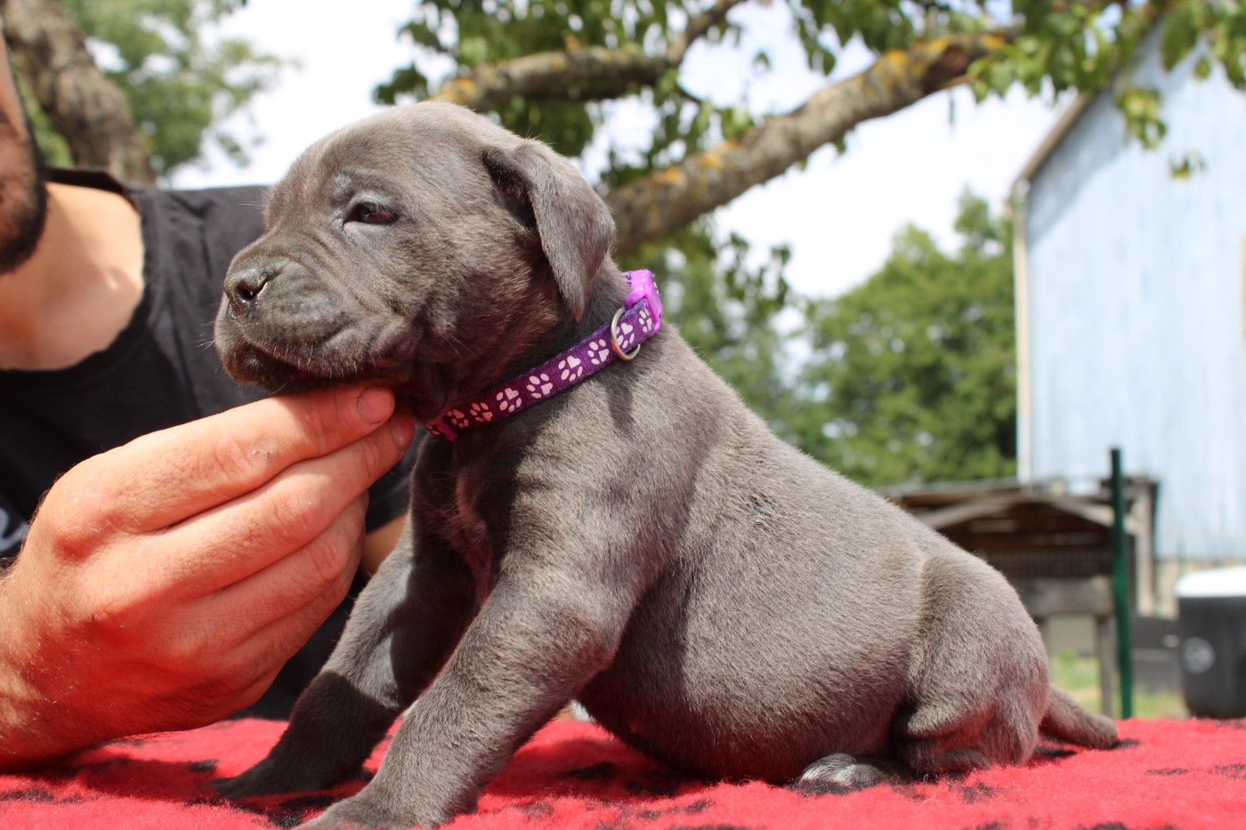 Des Queues De Luma - Chiots disponibles - Cane Corso