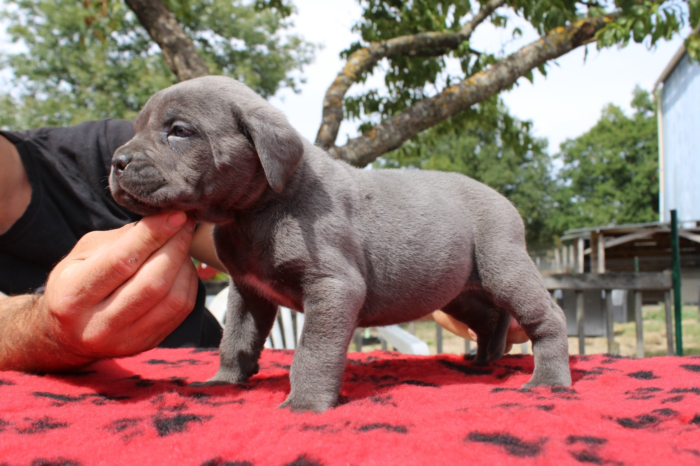 Des Queues De Luma - Chiots disponibles - Cane Corso