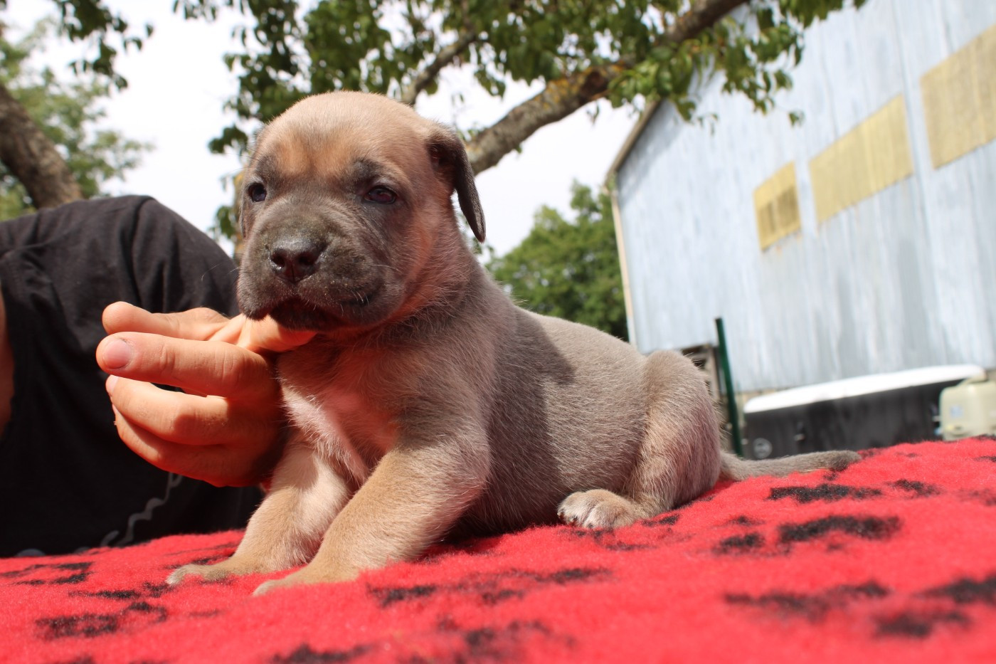 Des Queues De Luma - Chiots disponibles - Cane Corso
