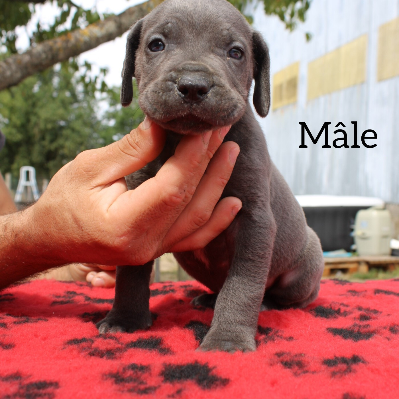 Des Queues De Luma - Chiots disponibles - Cane Corso