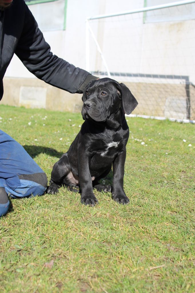 Des Queues De Luma - Chiots disponibles - Cane Corso