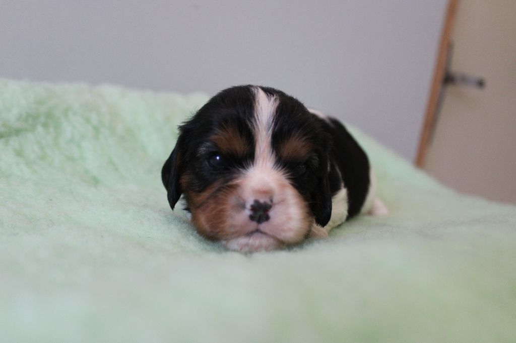 Des Queues De Luma - Chiots disponibles - Cavalier King Charles Spaniel
