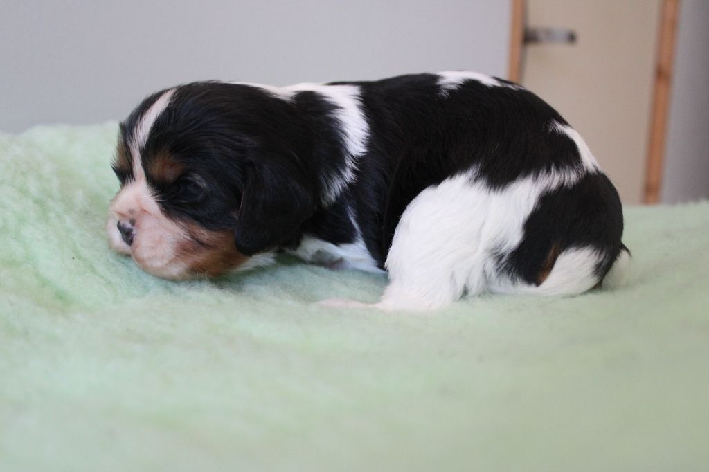 Des Queues De Luma - Chiots disponibles - Cavalier King Charles Spaniel
