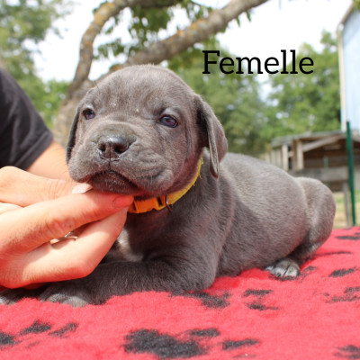 Chiot N°7