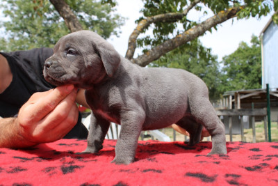 Chiot N°6