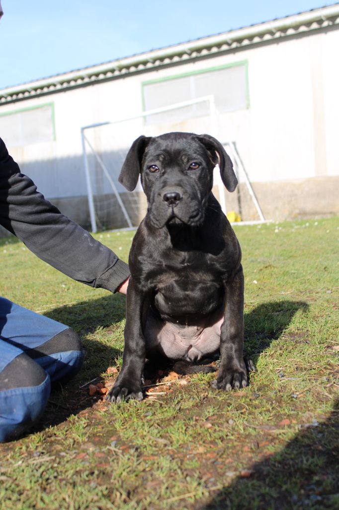 Des Queues De Luma - Chiots disponibles - Cane Corso