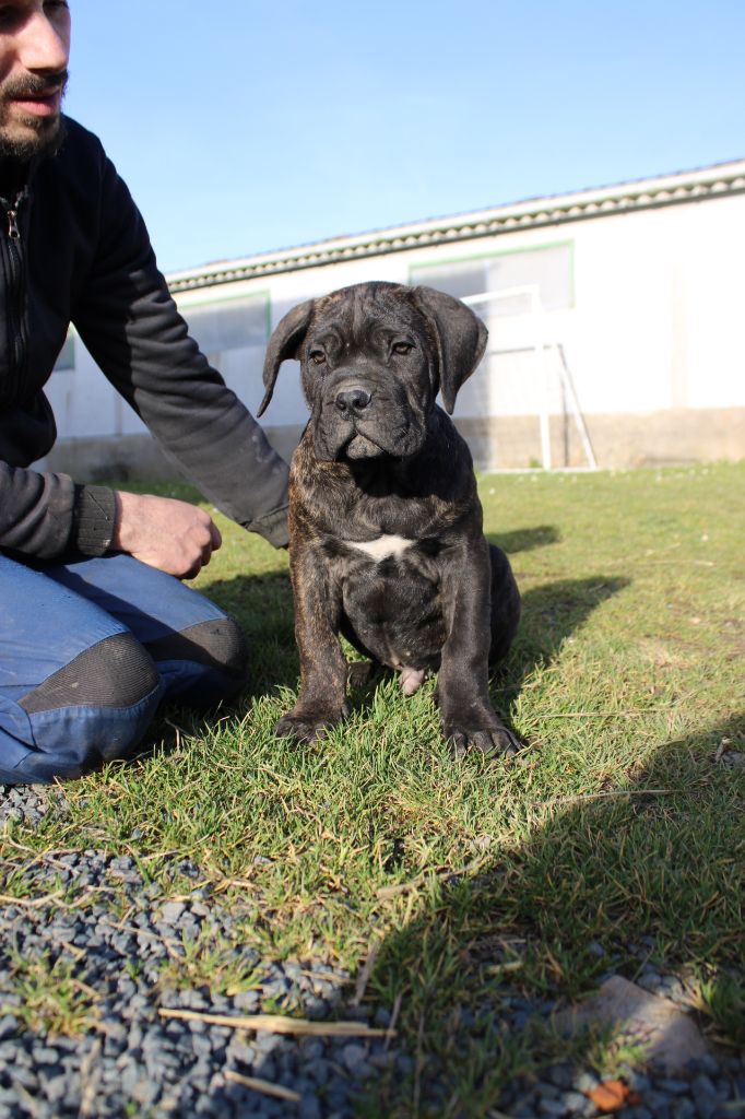 Des Queues De Luma - Chiots disponibles - Cane Corso