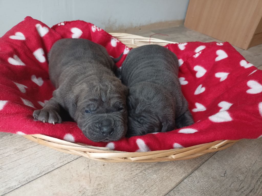 Des Queues De Luma - Chiots disponibles - Cane Corso